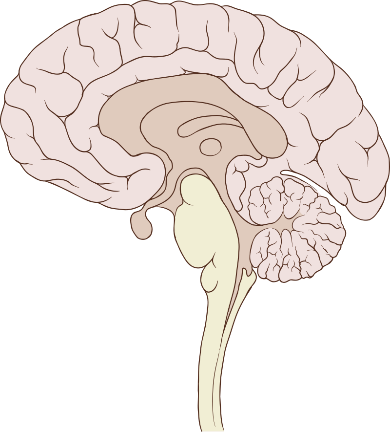 Human brain medial sagittal section
